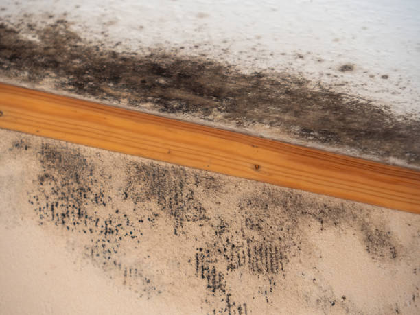 Best Airborne Mold Testing  in New Freedom, PA