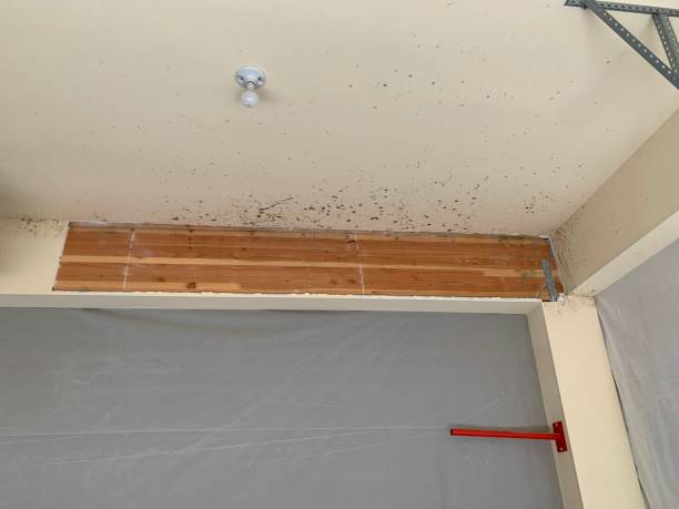 Best Air Quality Testing for Mold Spores  in New Freedom, PA