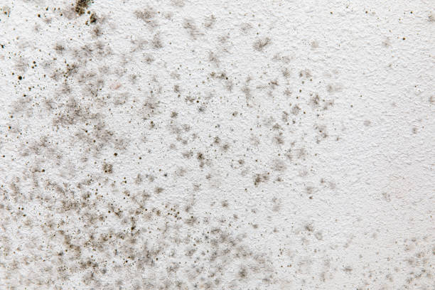Best Comprehensive Air Testing for Mold Contaminants  in New Freedom, PA